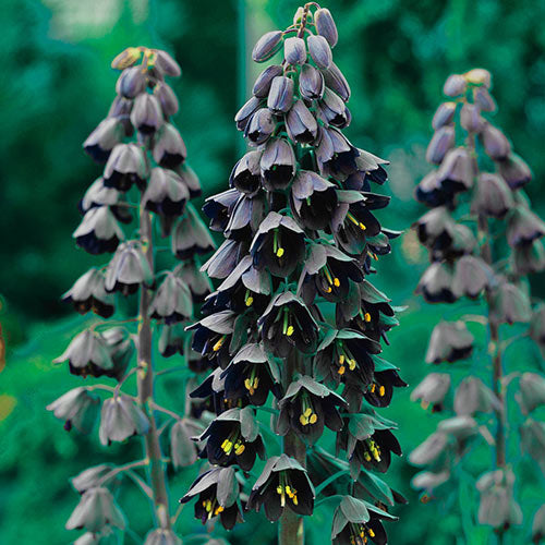 Fritillaria Imperialis Persica