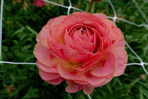 Ranunculus Romance Nohant