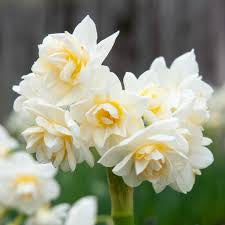 Narcissus Erlicheer Daffodil