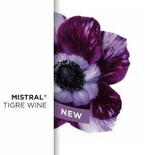 Anemone Mistral Tigre Vinato® - 10 Pack
