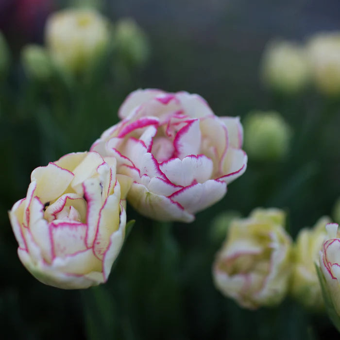 Tulip Belicia Double Early