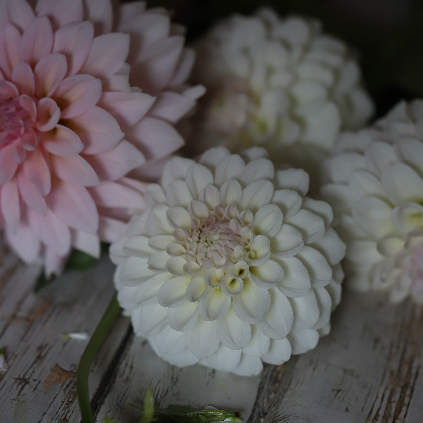 Dahlia 'Irish Ruffles'