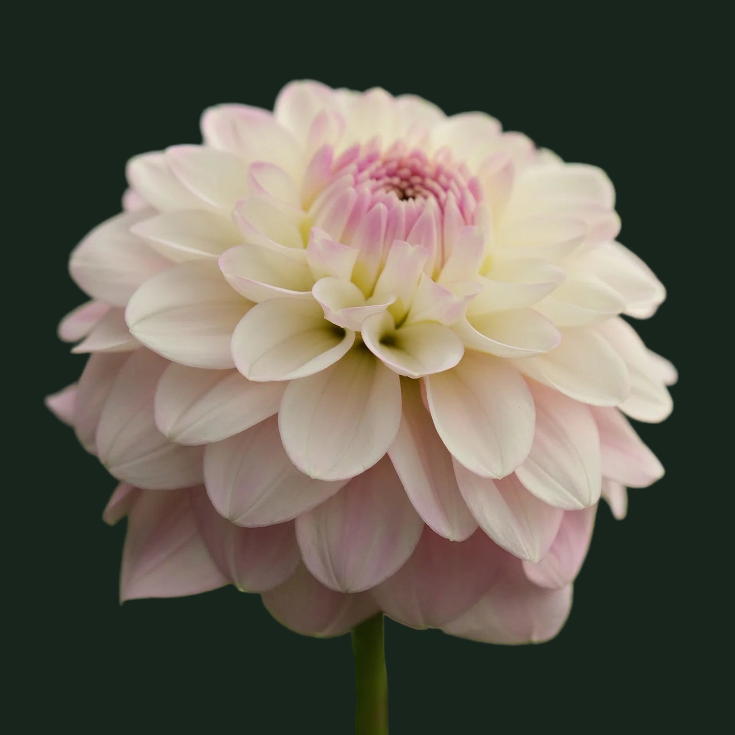 World Series Collection - Janick's Symphony (Read Description)