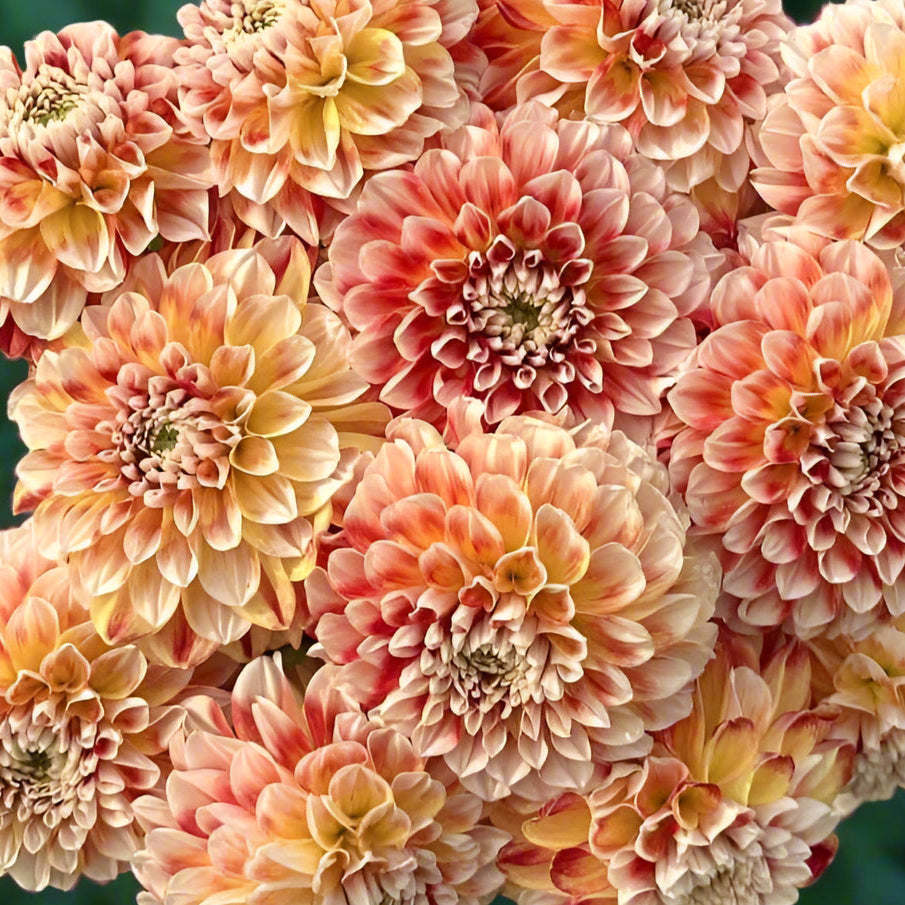 Dahlia 'Jowey Fantasy' - Spring Shipped