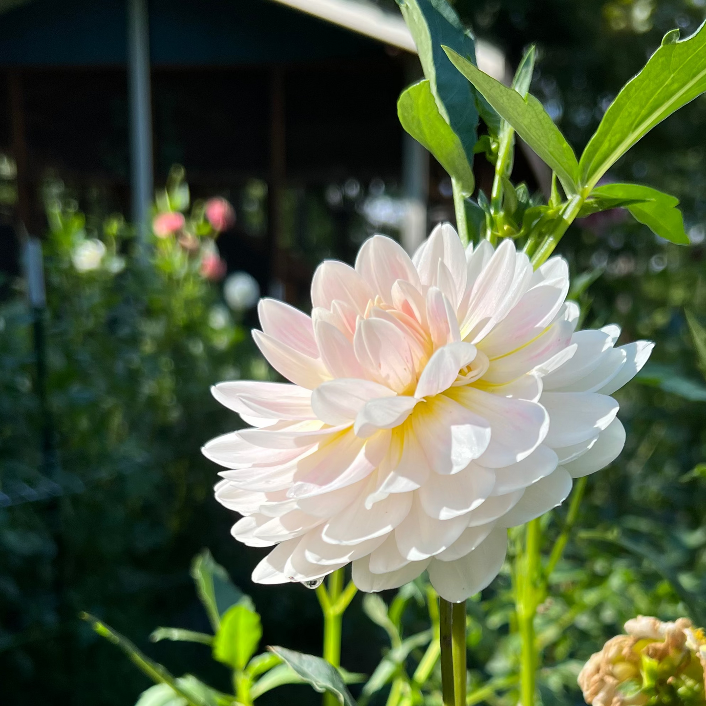 Dahlia 'Kelgai Ann'