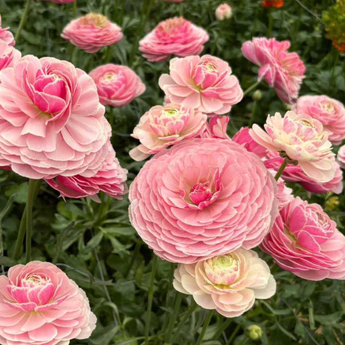 Ranunculus Koifish™ Seclin® - 5 Pack