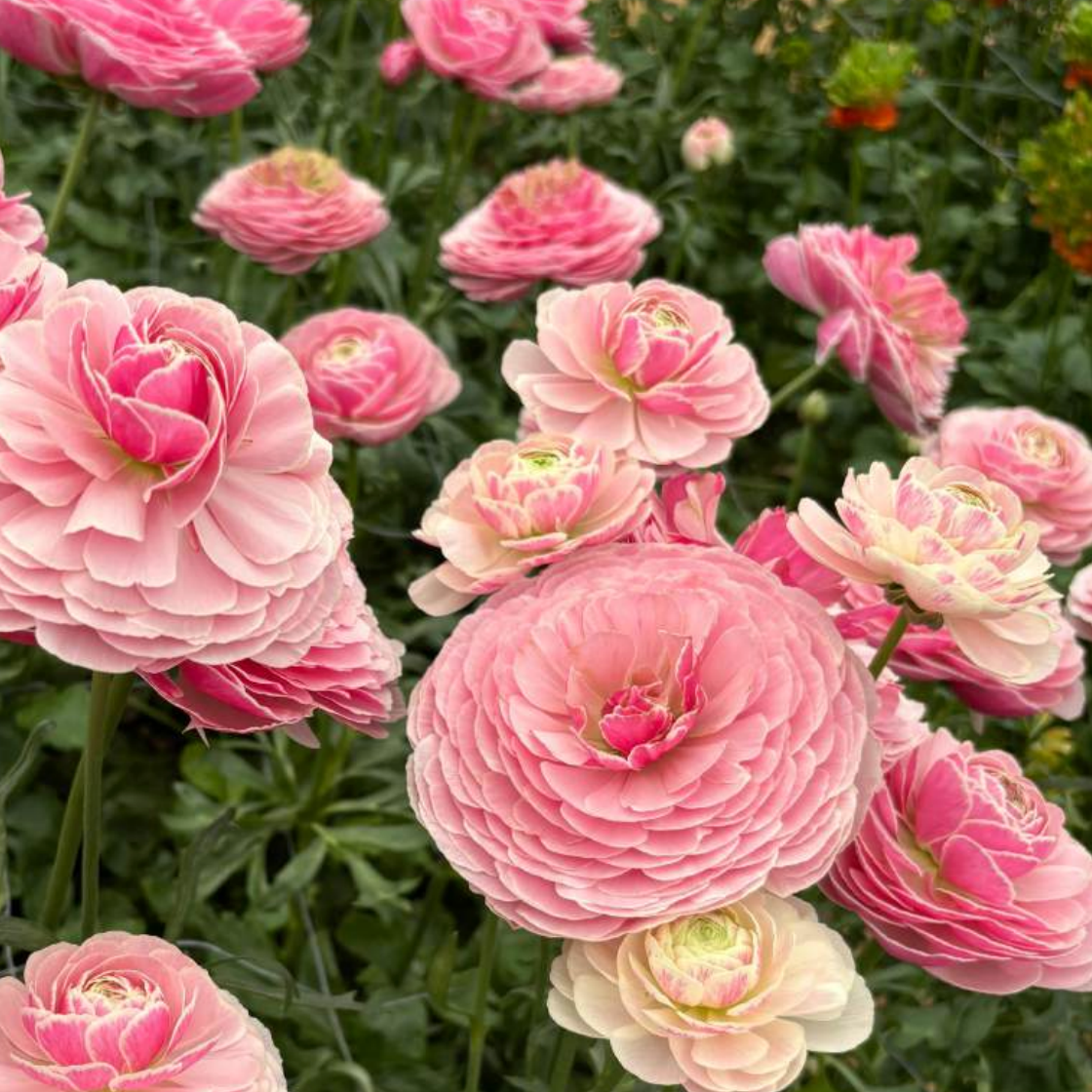 Ranunculus Koifish™ Seclin® - 5 Pack