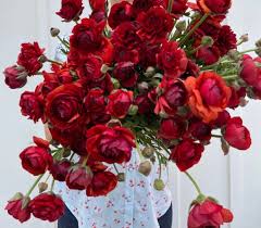 Ranunculus LaBelle Chocolate