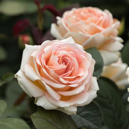 Ladi Capri® Rose Bush