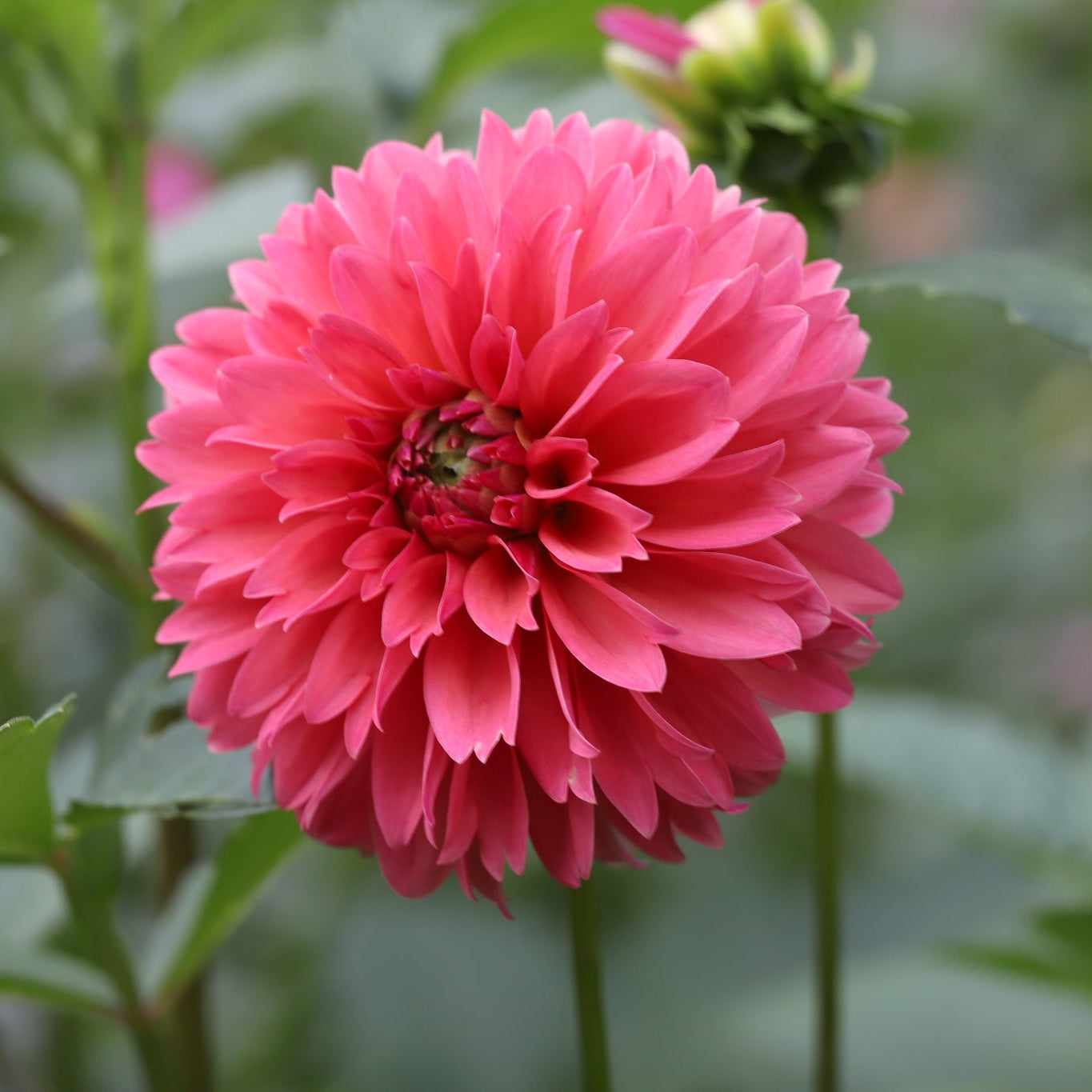 Dahlia 'Lee's Ellis' - Spring Shipped