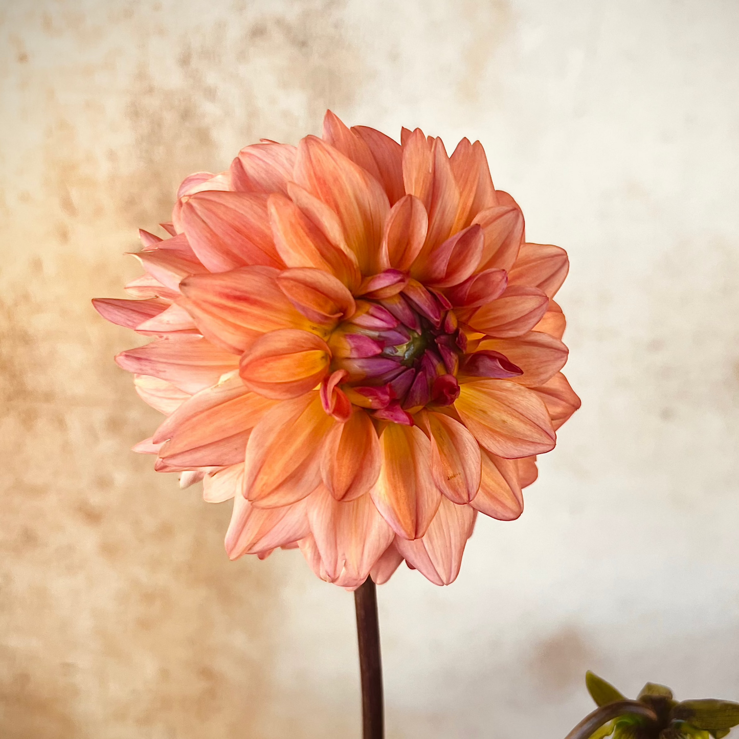 Dahlia 'Lee's Fresh Penny'