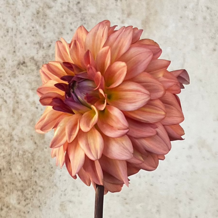 Dahlia 'Lee's Fresh Penny'