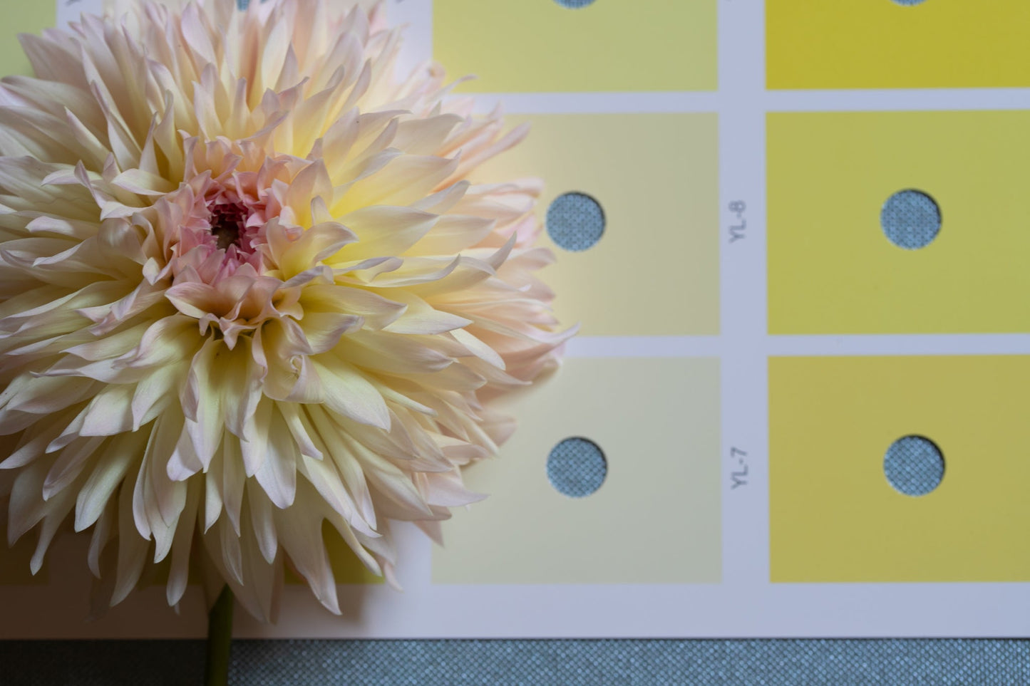 Dahlia 'Lee's Pink Grapfruit'