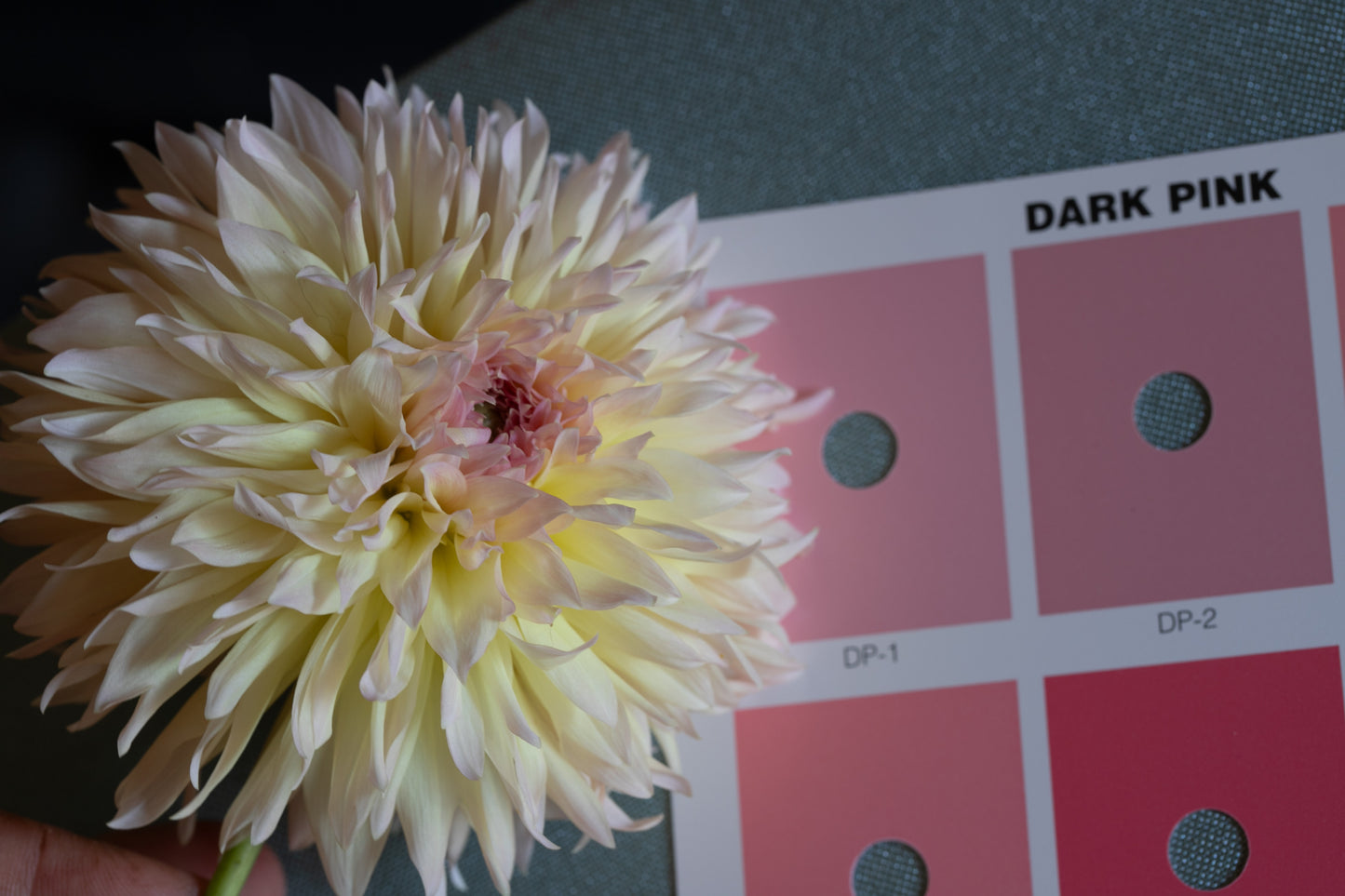 Dahlia 'Lee's Pink Grapfruit'