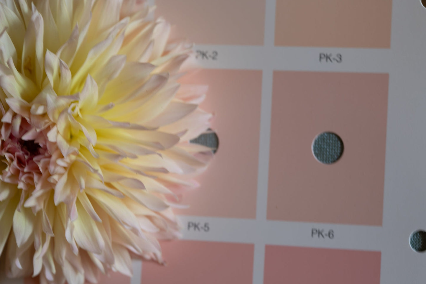 Dahlia 'Lee's Pink Grapfruit'