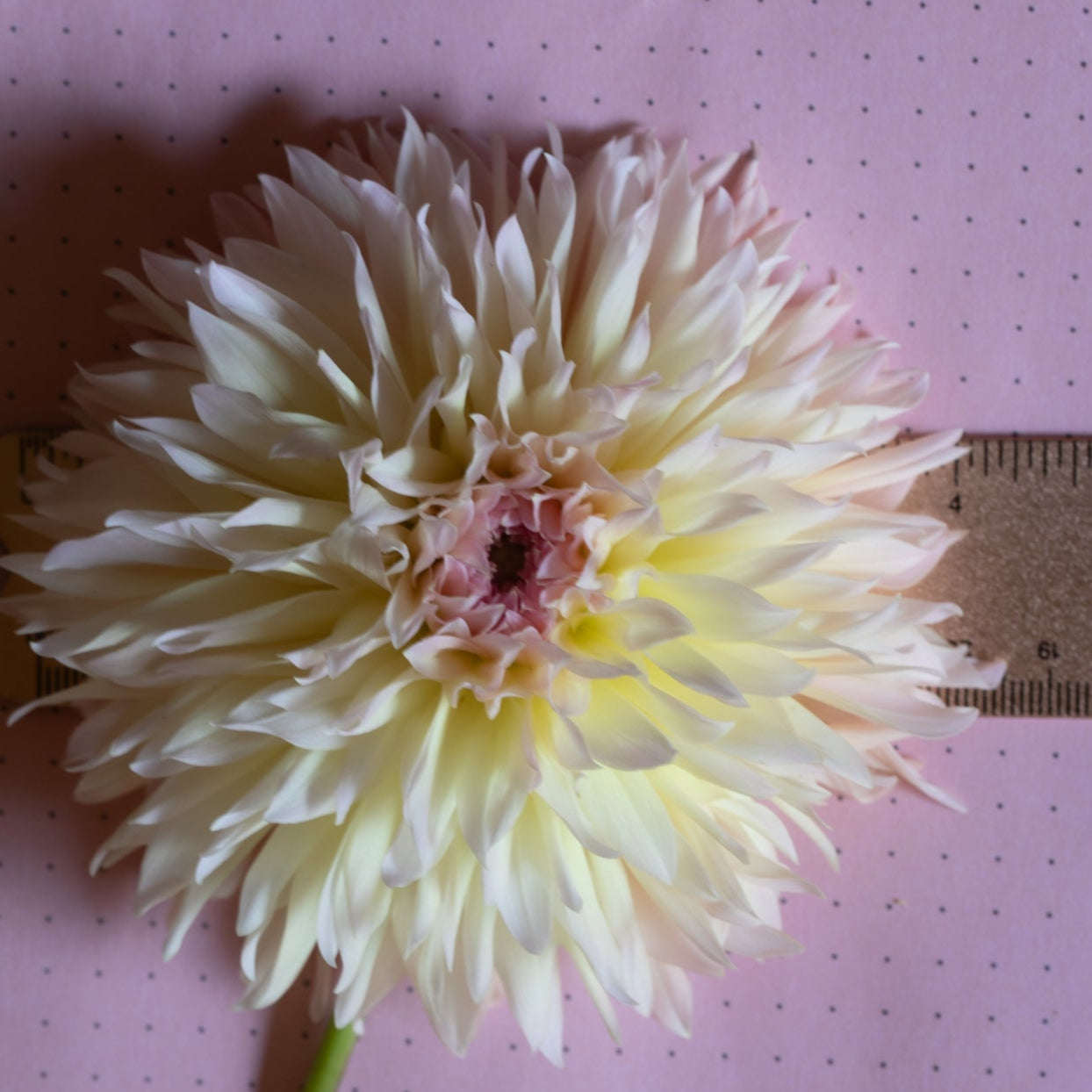 Dahlia 'Lee's Pink Grapfruit'