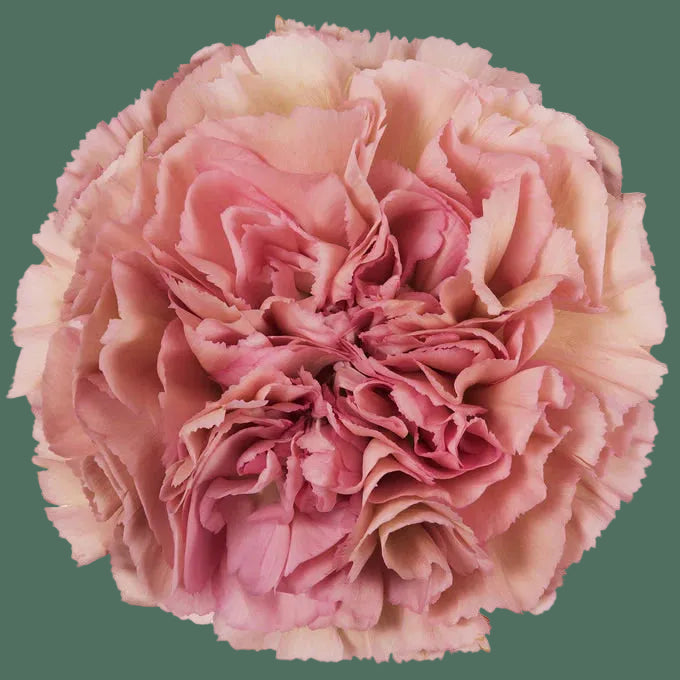 Week 11 | Carnation 'Missantic Lege Pink' | 4 Pack