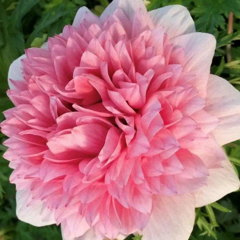 Anemone Levante Rosa® - 10 Pack