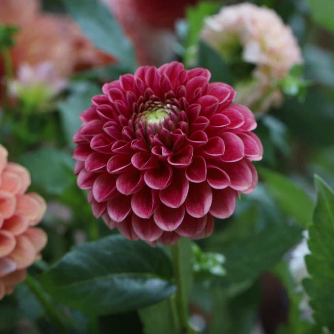 'Levi's Blood Moon' Rooted Cutting