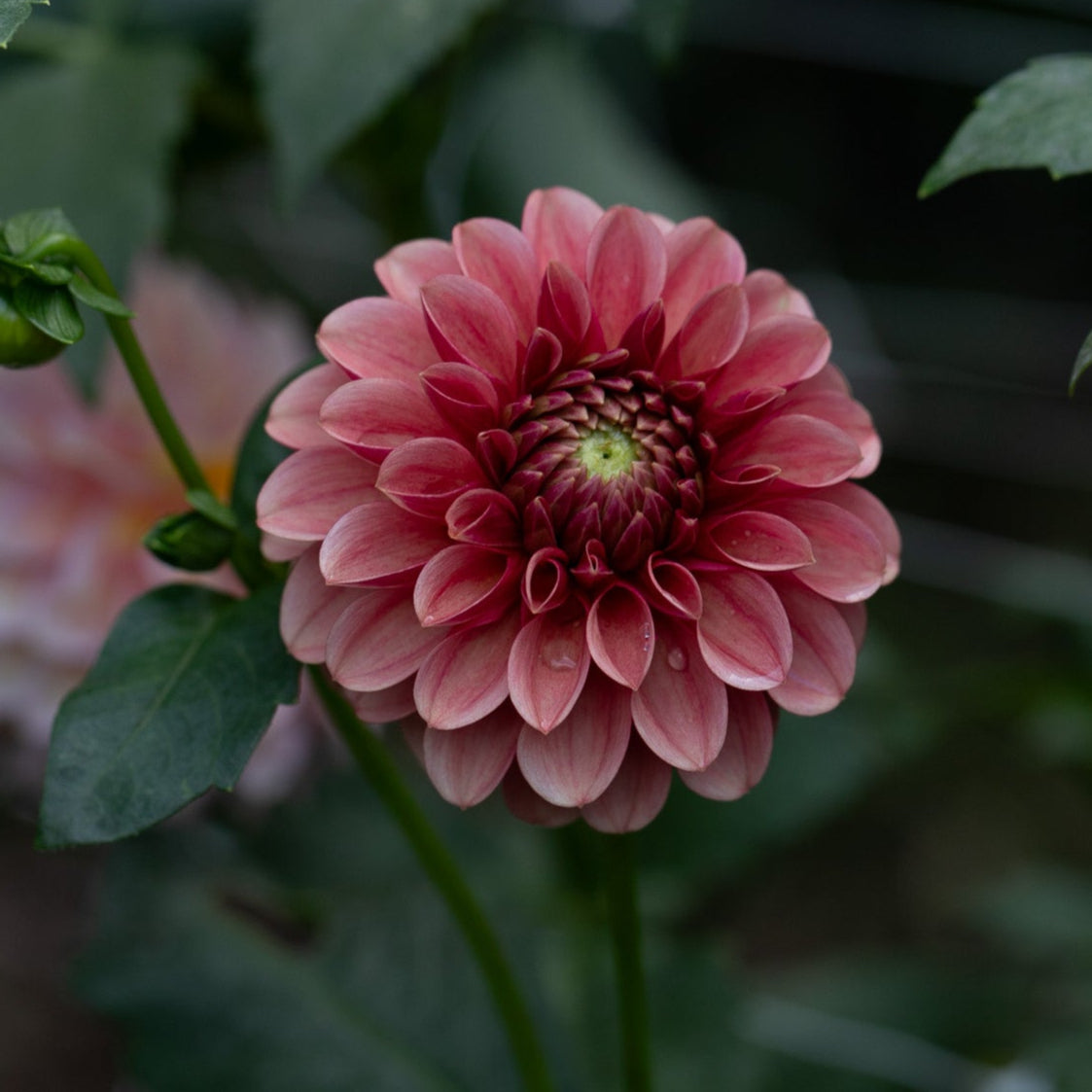 'Levi's Blood Moon' Rooted Cutting