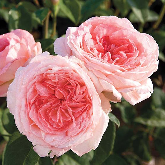 Liv Tyler® Rose Bush