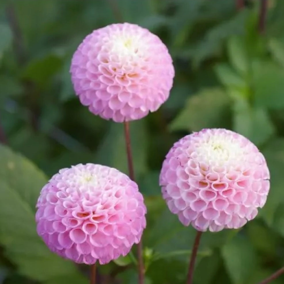 Dahlia 'Maaike' - Spring Shiped
