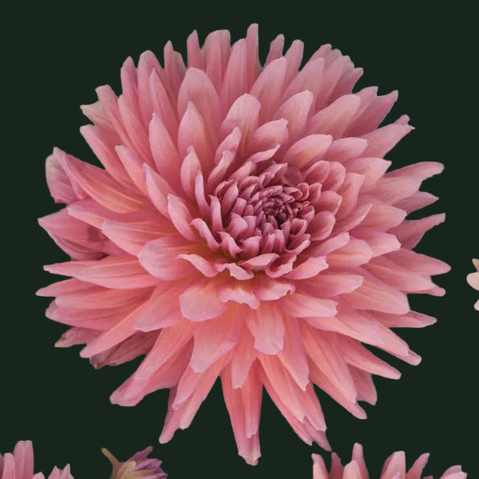 World Series Collection - Madeleine (Read Description)