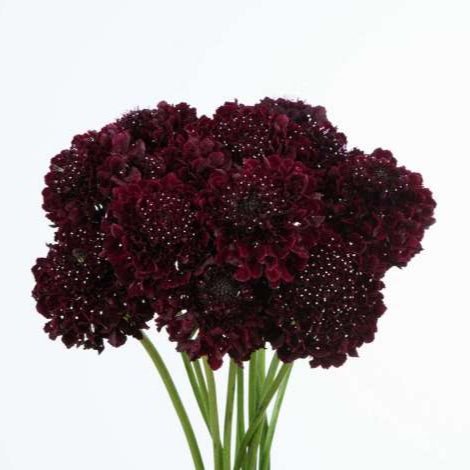 Scabiosa Bon Bon Scoop Maraschino Cherry - 4 Pack