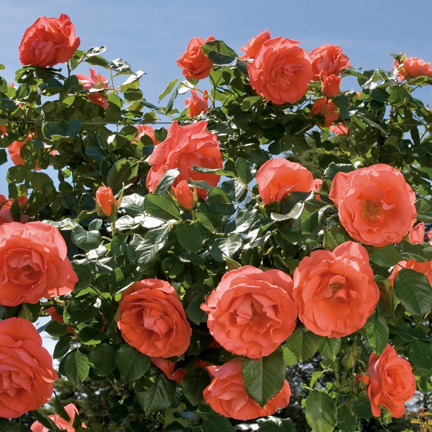 Marmalade Skies™ Rose Bush