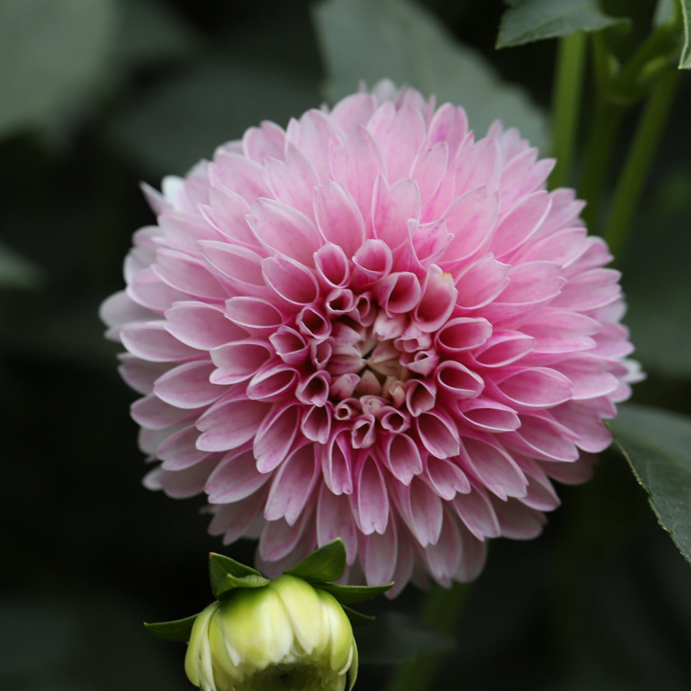 Dahlia 'Marshmallow Baby’ - Spring Shipped