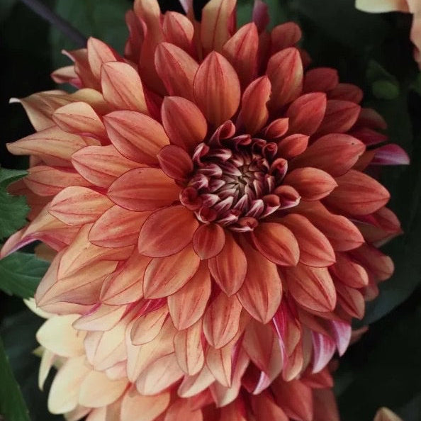 Dahlia 'Miss Brandy'