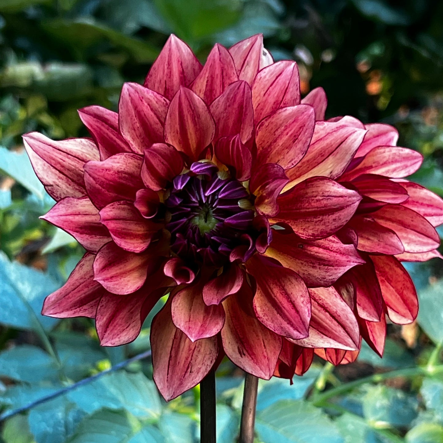 Dahlia 'Miss Brandy'