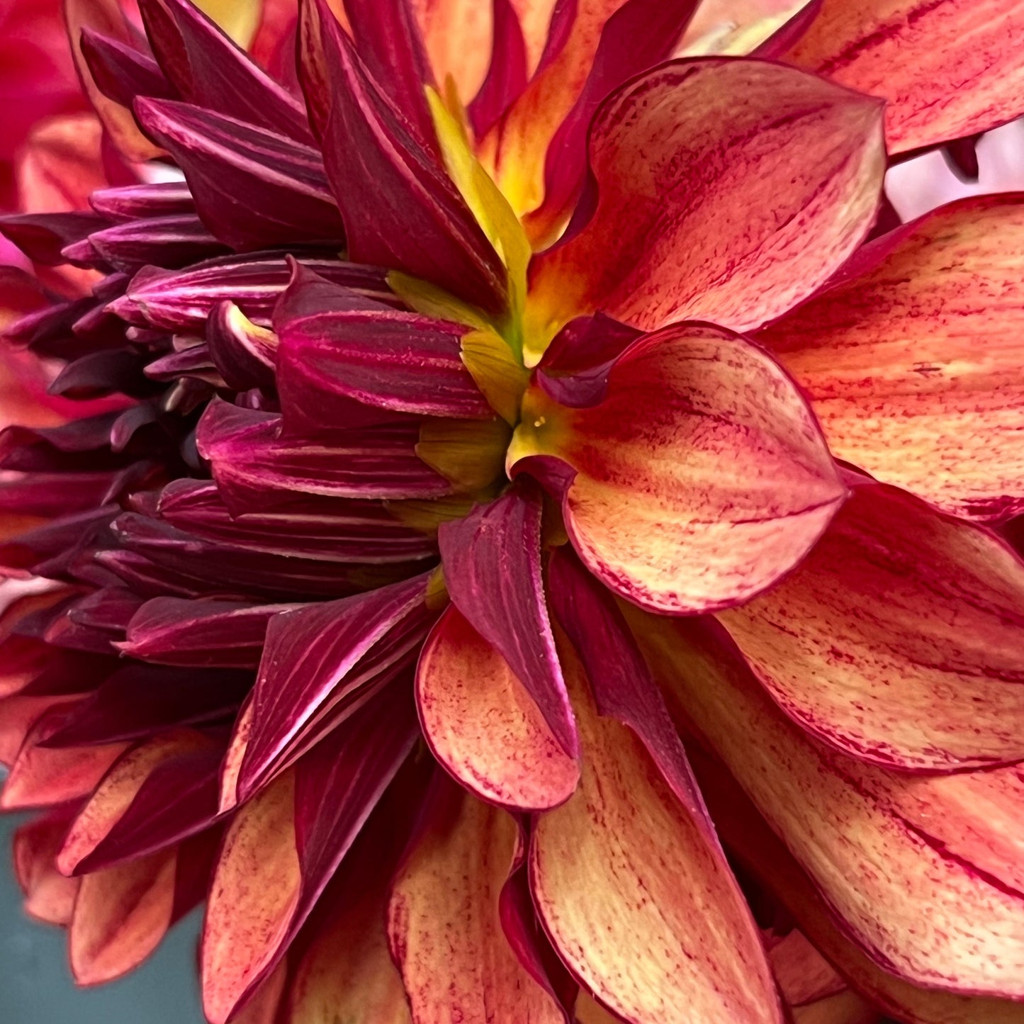 Dahlia 'Miss Brandy'
