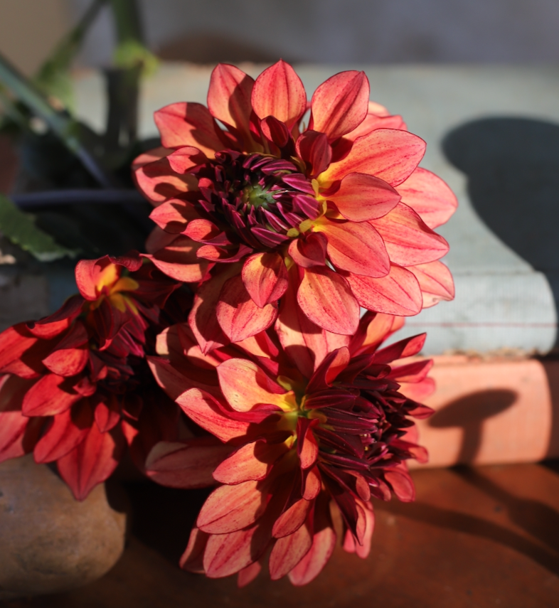 Dahlia 'Miss Brandy'