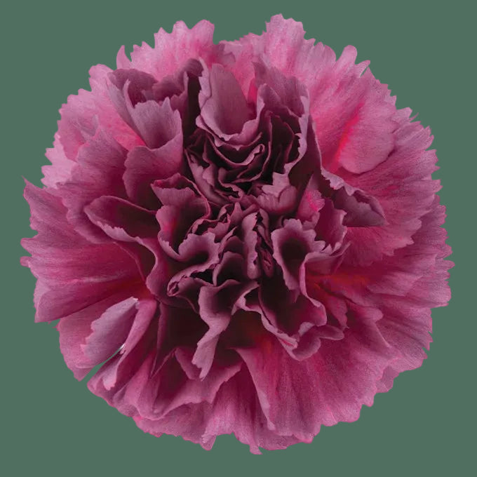 Week 11 | Carnation 'Missantic Miss Enchanted' | 4 Pack