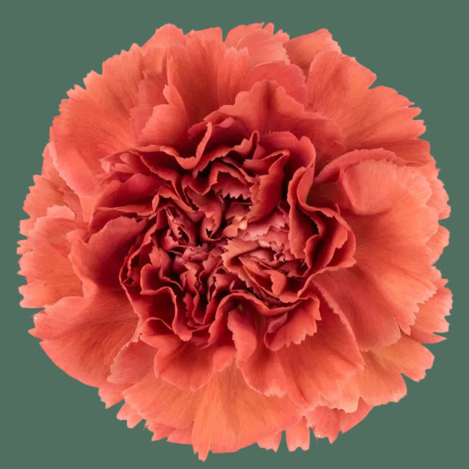 Week 11 | Carnation 'Missantic Miss Fabulous' | 4 Pack