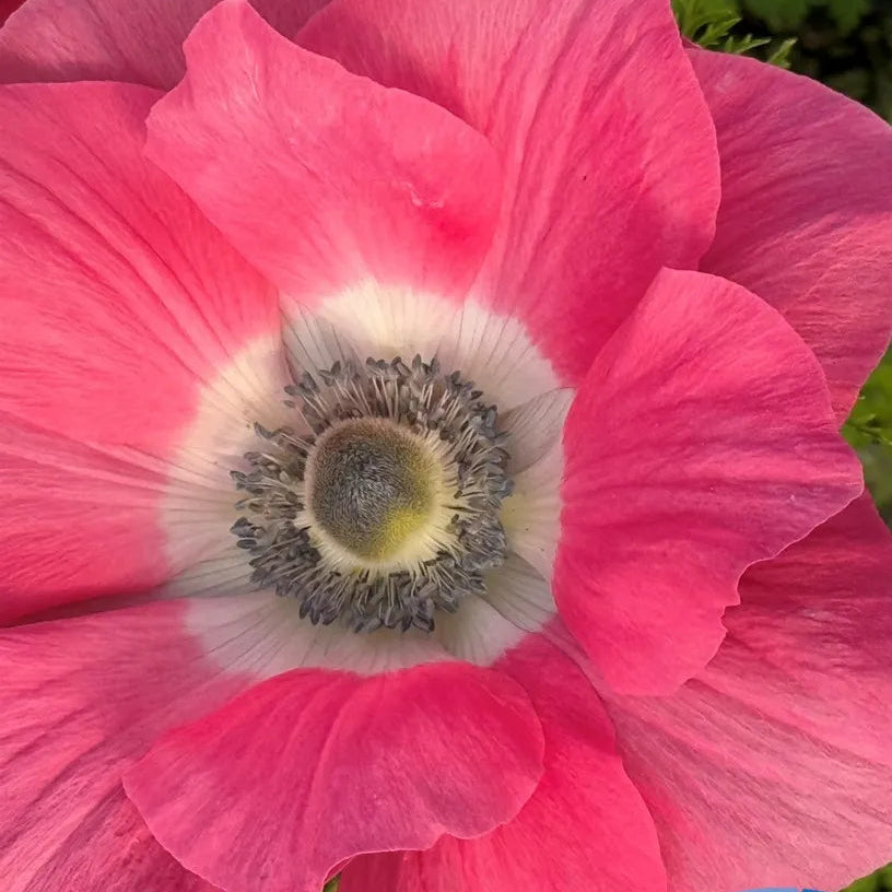 Anemone Mistral Rosa Antico - 10 Pack