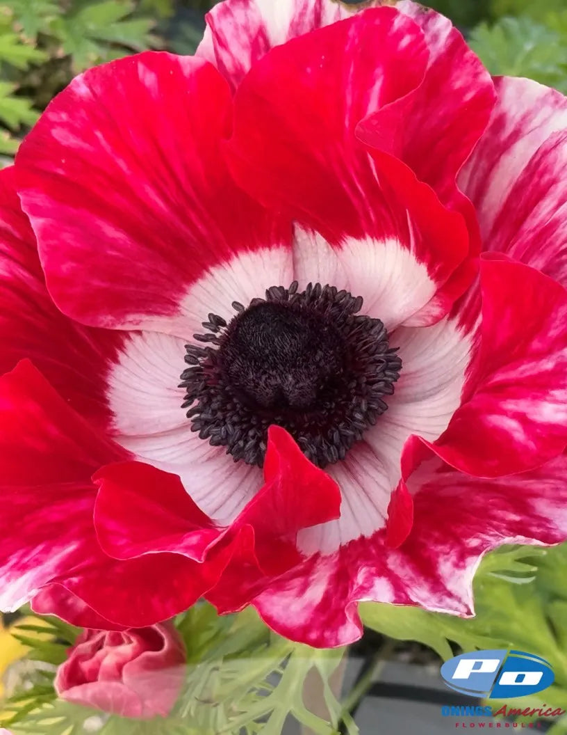 Anemone Mistral Tigre - 10 Pack