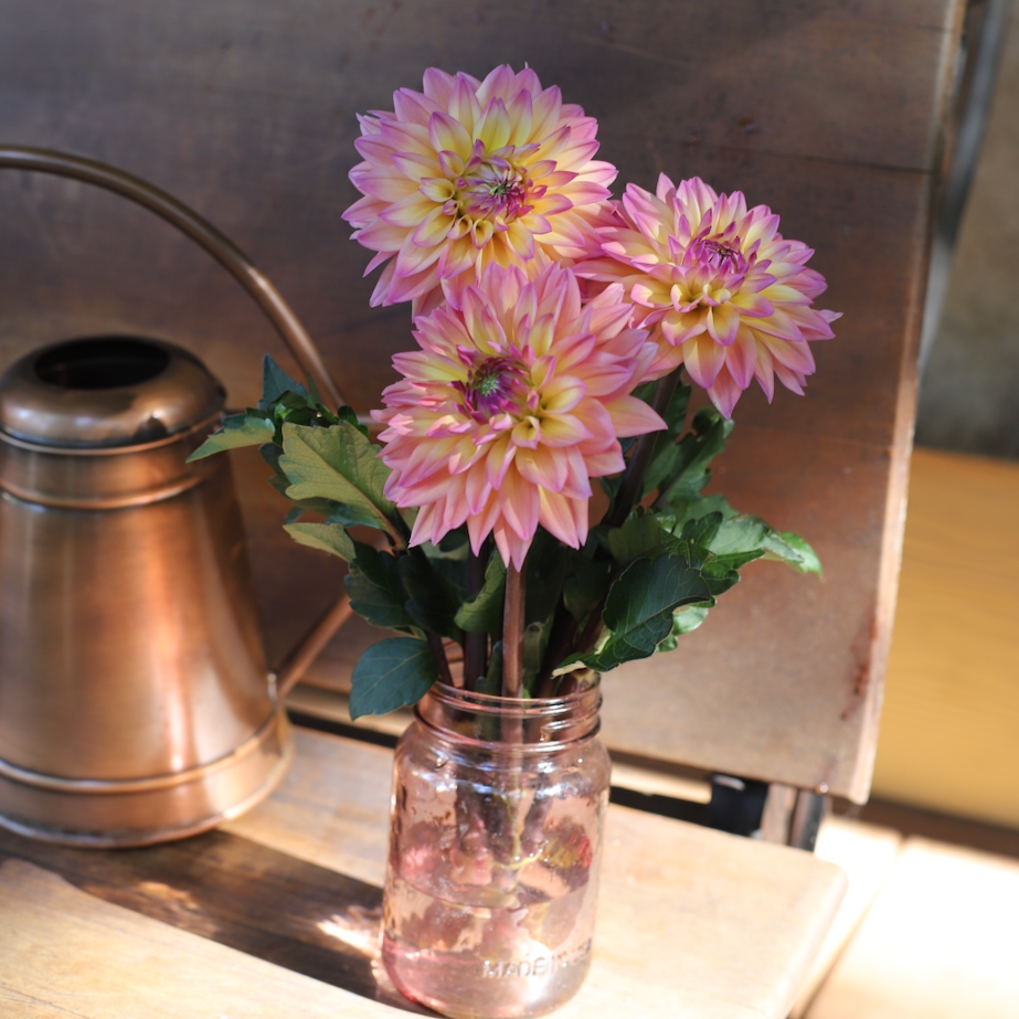 Dahlia 'Mondriaan'