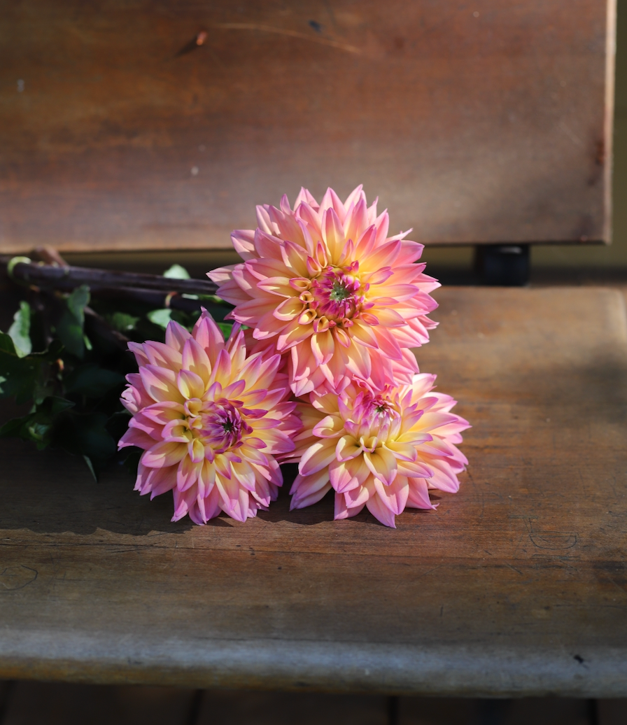 Dahlia 'Mondriaan'