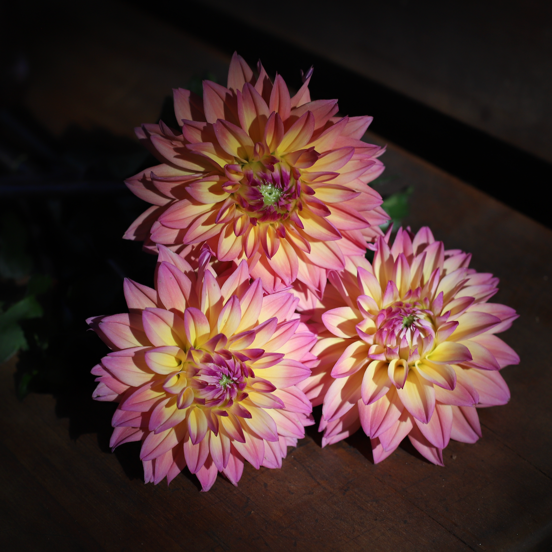Dahlia 'Mondriaan'