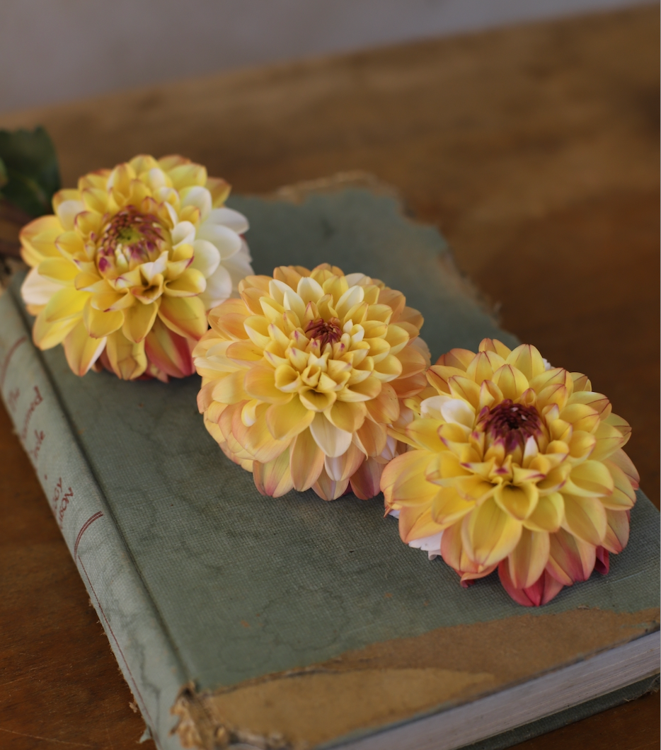 Dahlia 'Double Jill'