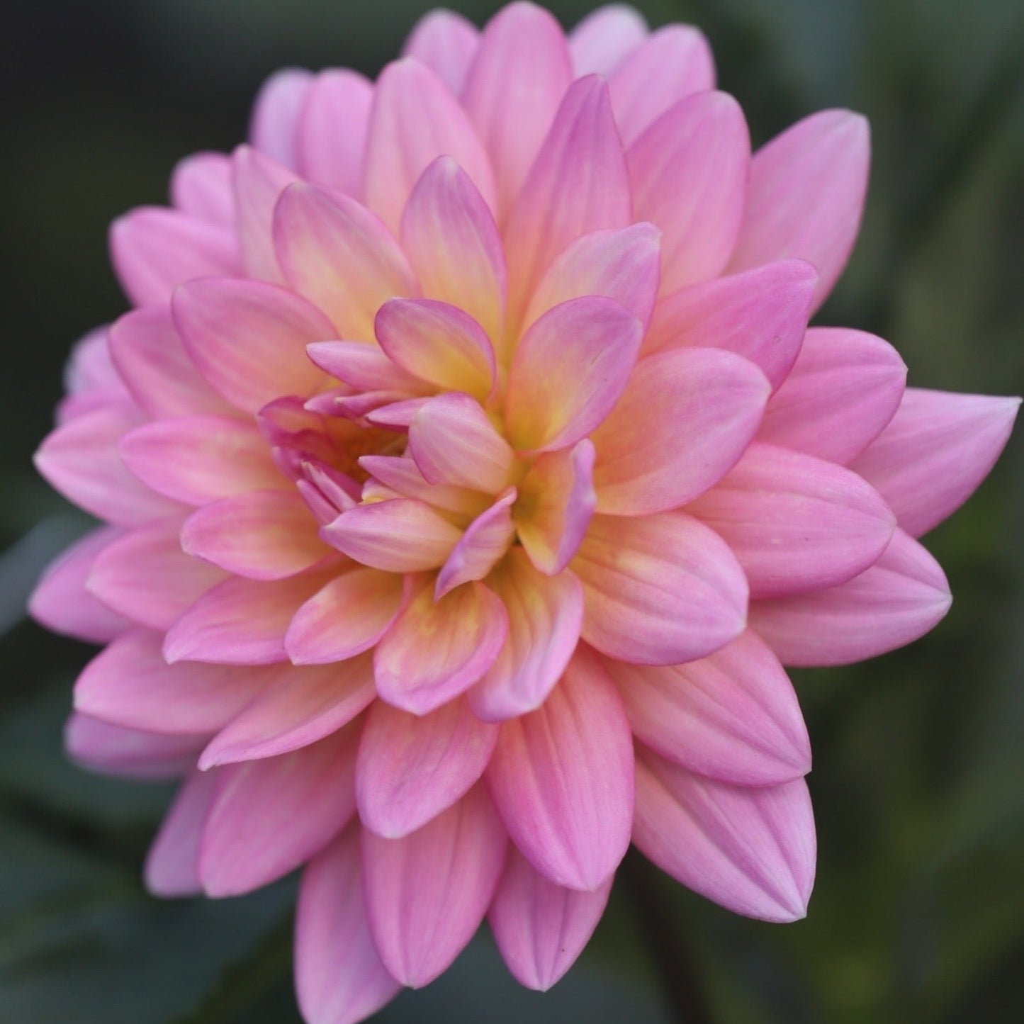 Dahlia 'Ms Peachy'