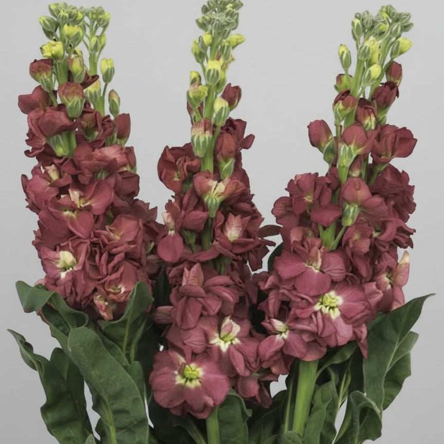 2026 Week 7 | Stock Murakami | Vintage Brown