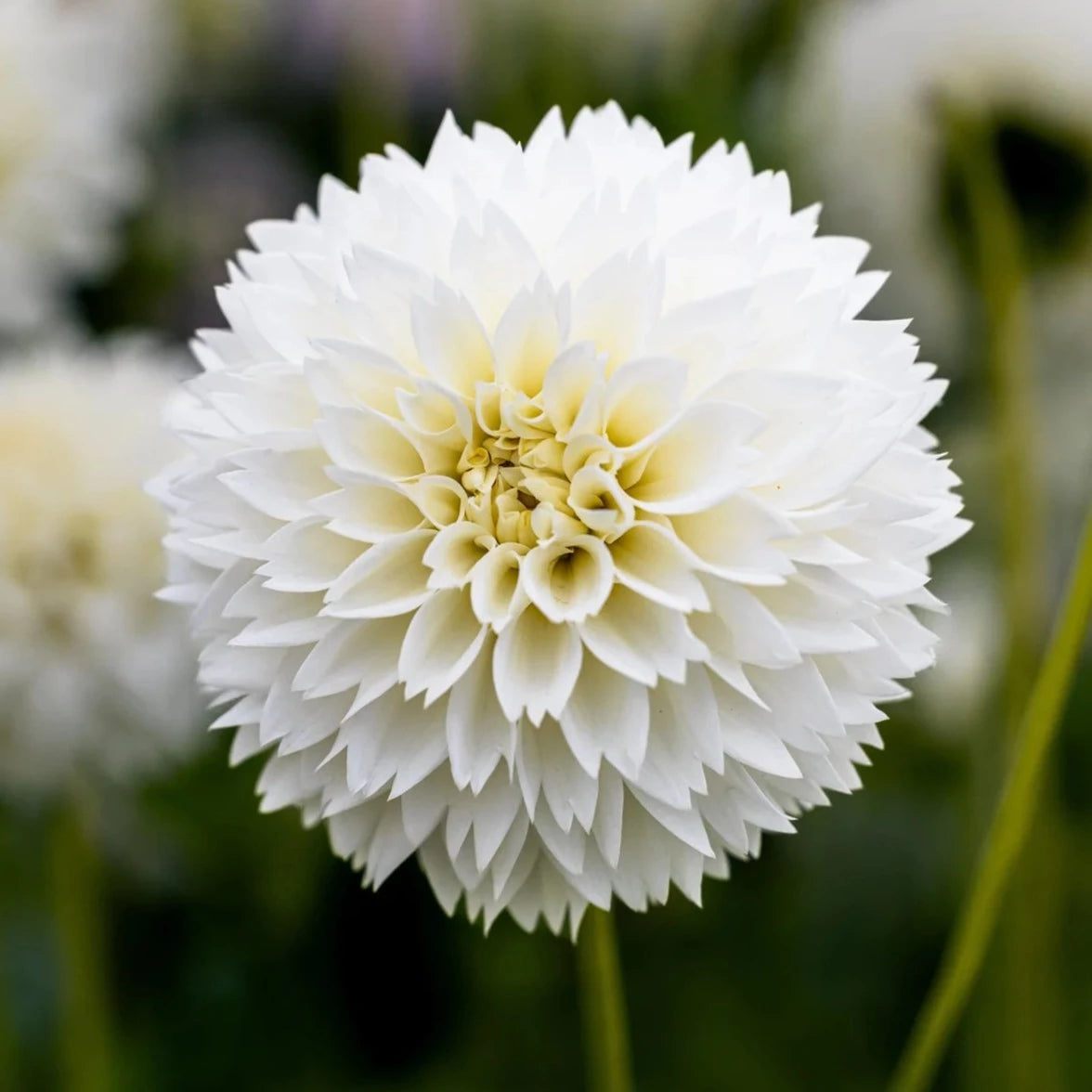 Dahlia 'Myama Fubuki'