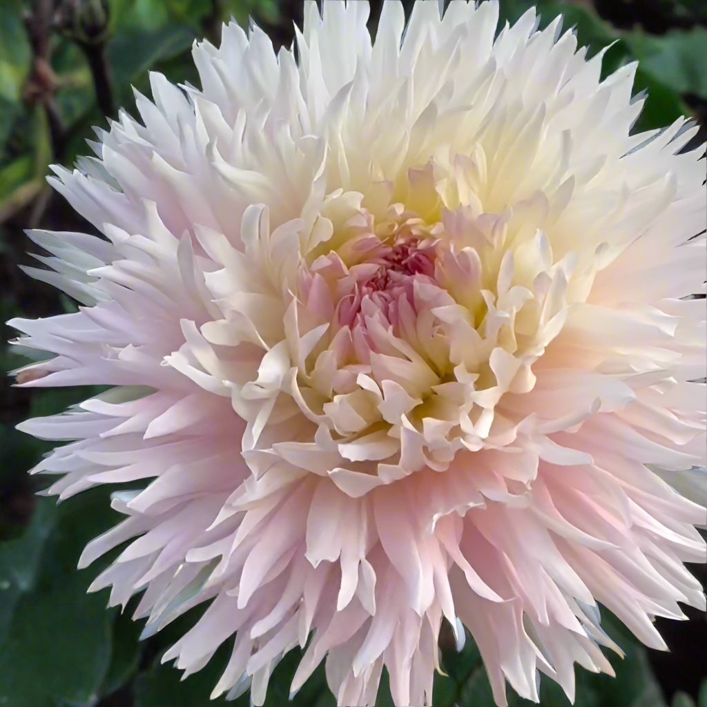 Dahlia 'Nadia Ruth'