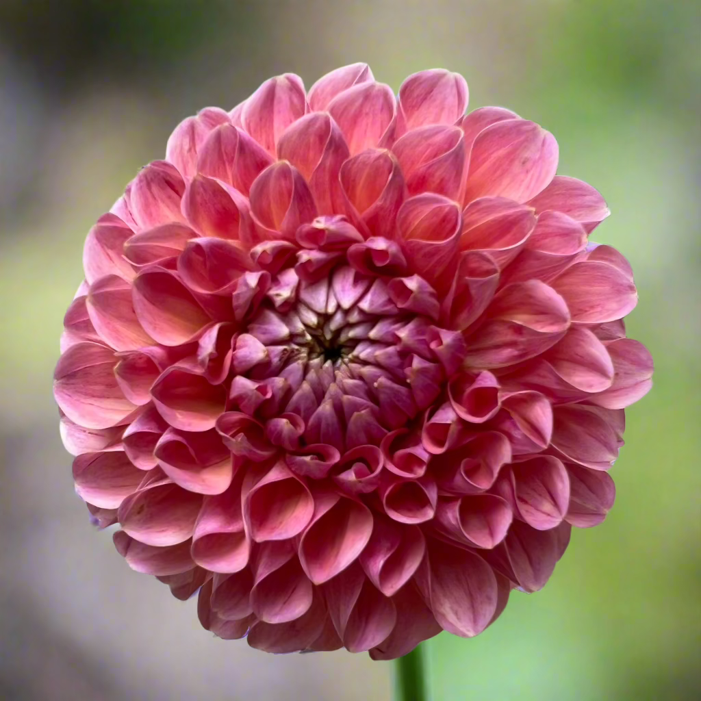 Dahlia 'Natalie G'