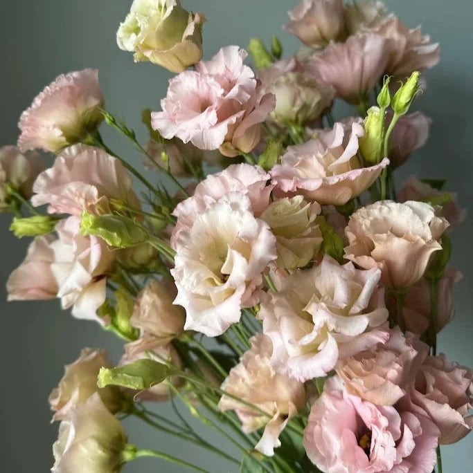 2026 Week 8 | Lisianthus Celeb Neo Beige | 10 Pack