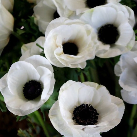Anemone Mistral Centro Nero® - 10 Pack
