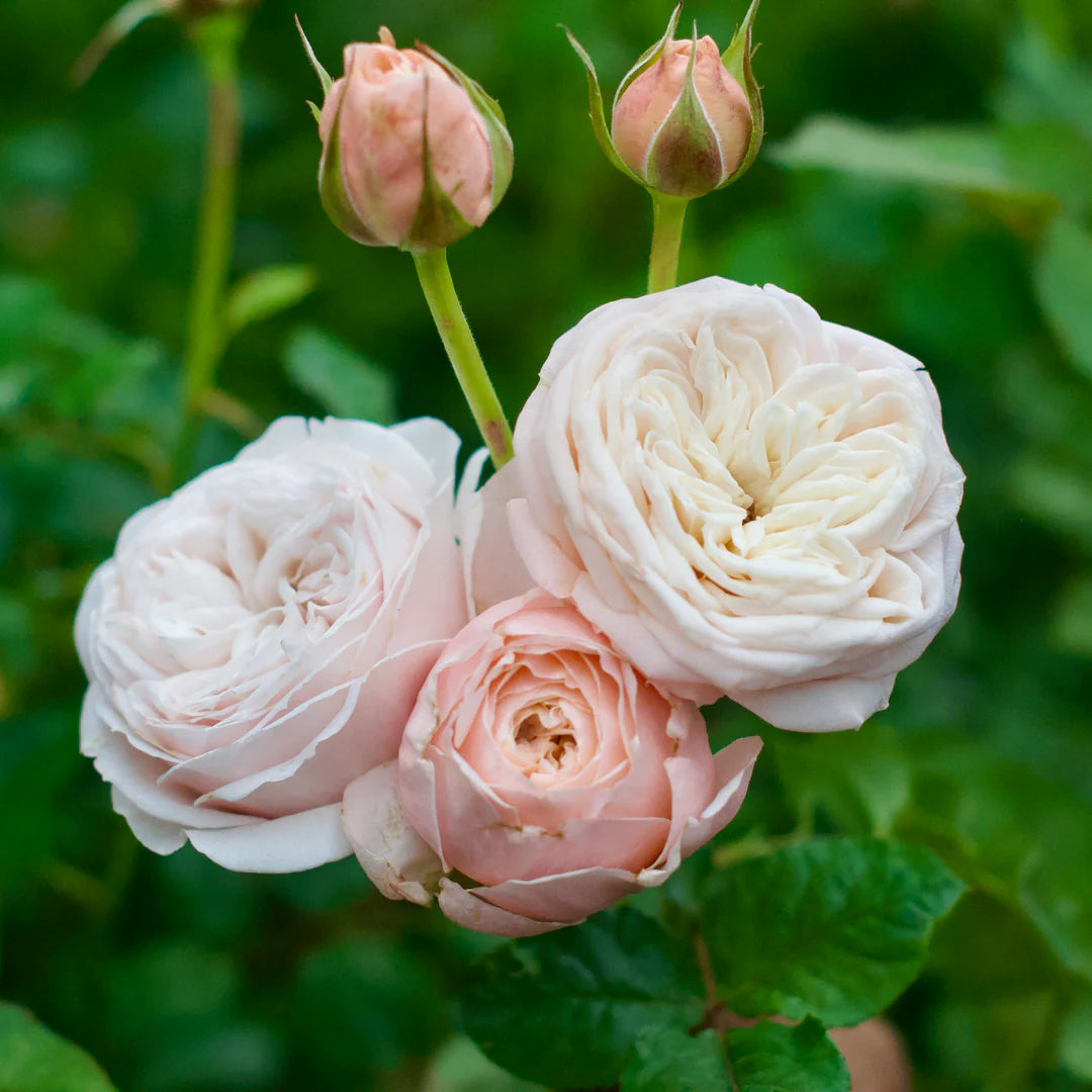Paradise Beach Garden Rose | Bright fragrance for your cutting